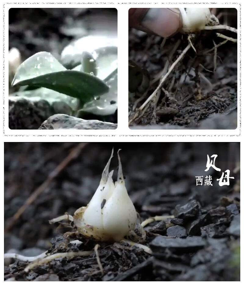 亏本卖啦藏贝母特级藏青贝母野生贝母粉正宗西藏川贝母