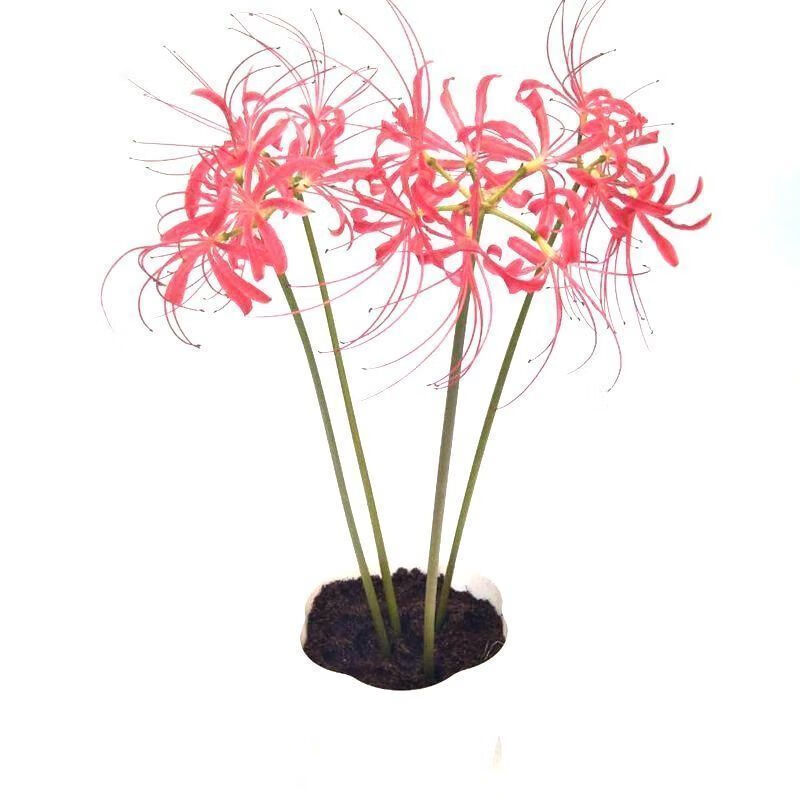 【精选绿植】【】彼岸花水培花卉植物客厅绿植进口曼珠沙华四季常青除