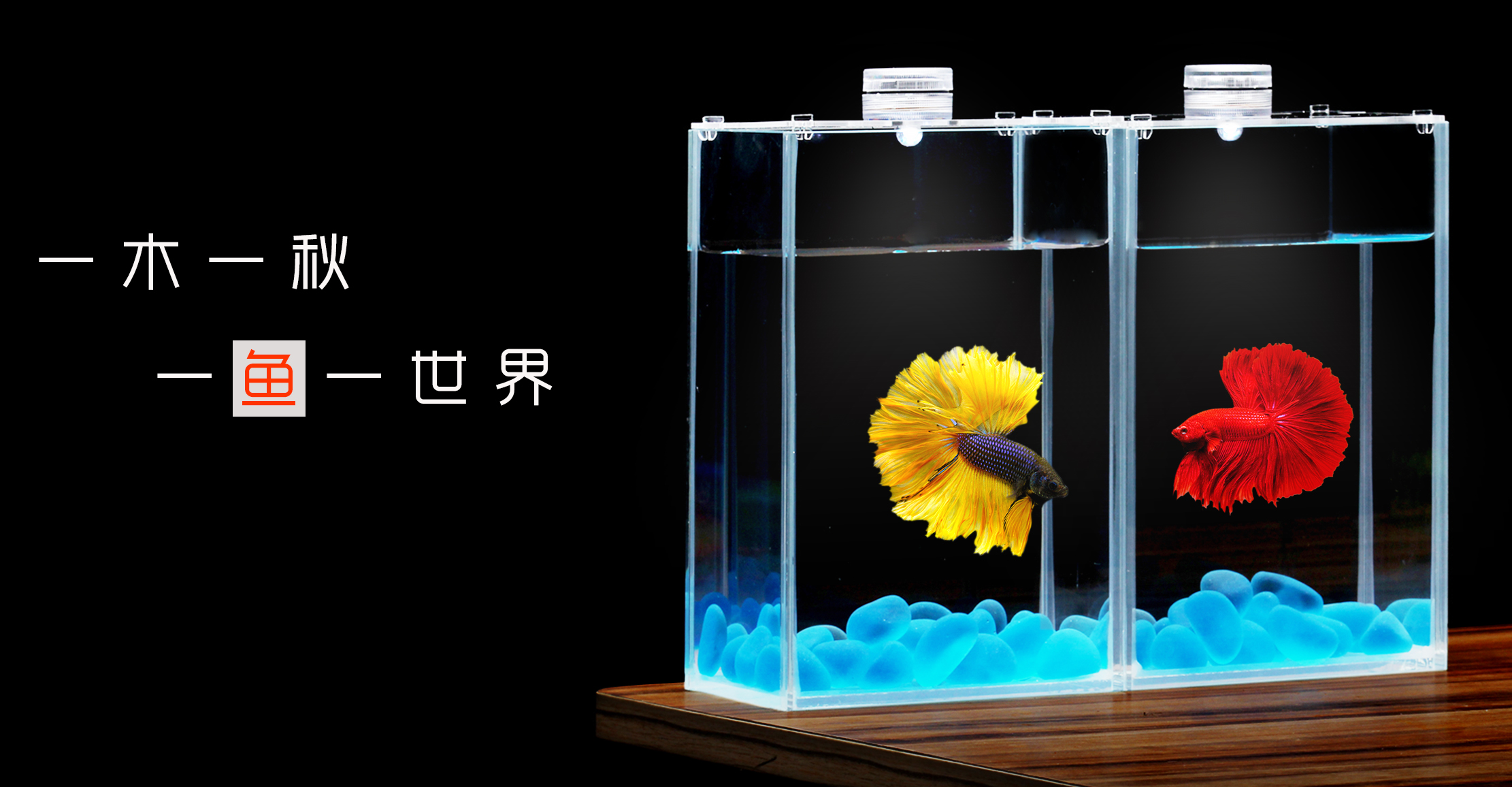 中鑫8016水族泰国斗鱼缸超白玻璃鱼缸生态斗鱼缸桌面排缸创意斗鱼杯