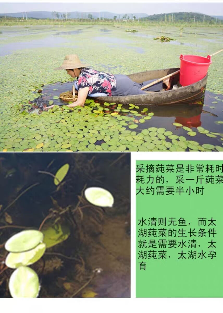 大马佐恩苏州太湖莼菜东山特产叶芽级新鲜美味莼菜马蹄菜比西湖利川纯