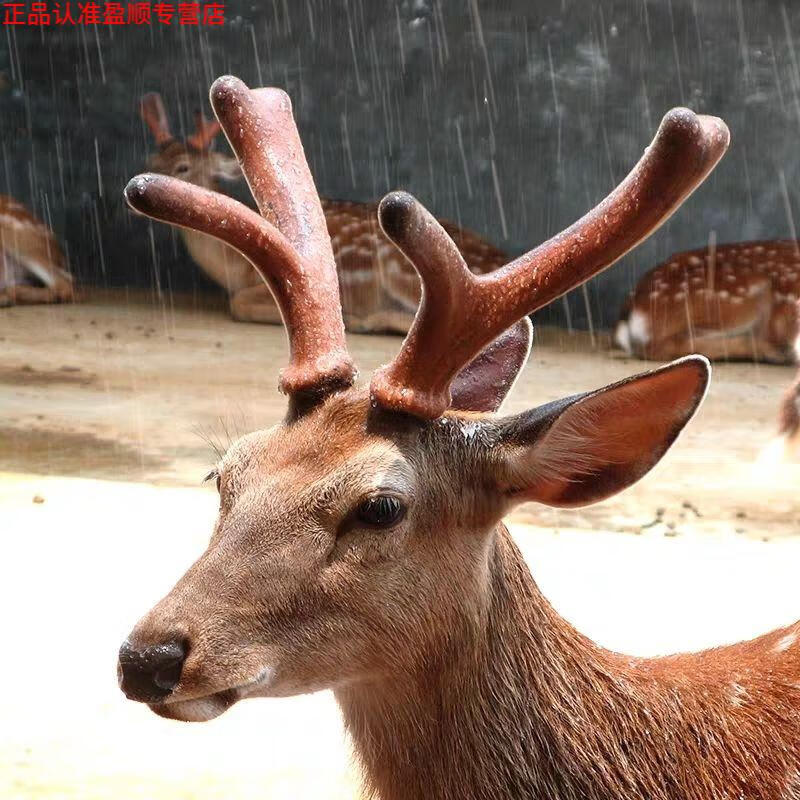 北京同仁堂 原料正宗鹿茸血茸片干片鹿角片50g250克男性吉林人参泡酒