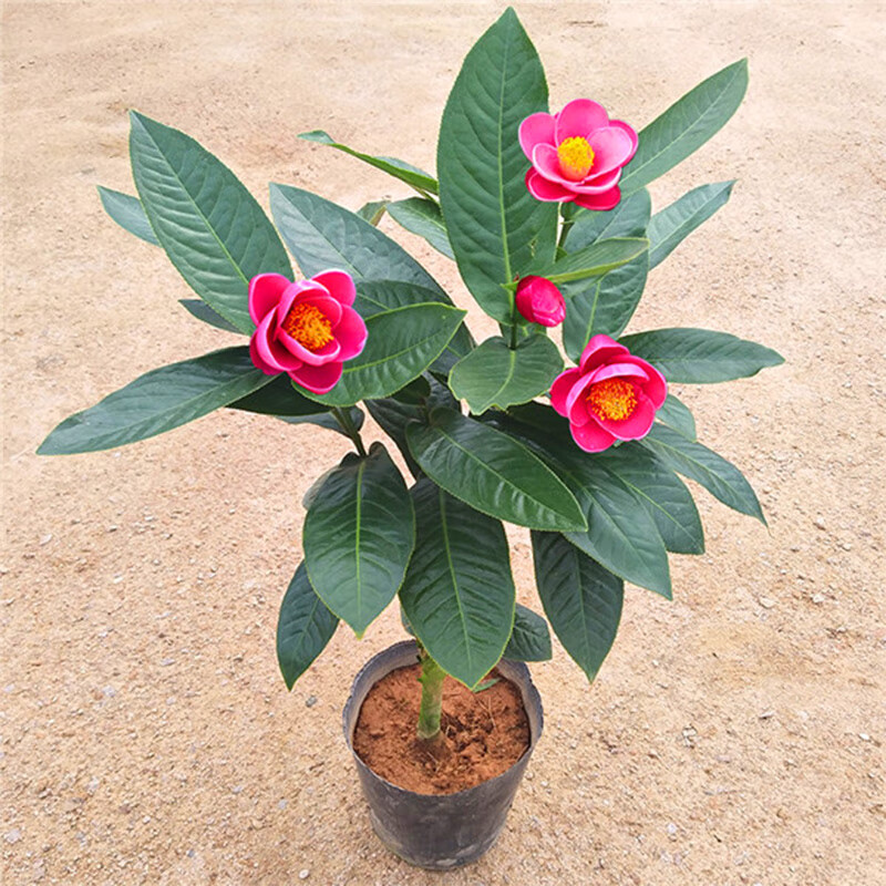 抱茎茶花金花茶盆栽开花品种客厅阳台种植花卉40cm高两分支抱茎茶不含