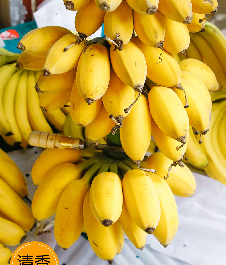 苹果蕉广西正宗新鲜高山香蕉9斤水果当季整箱自然熟甜蕉米蕉芭蕉