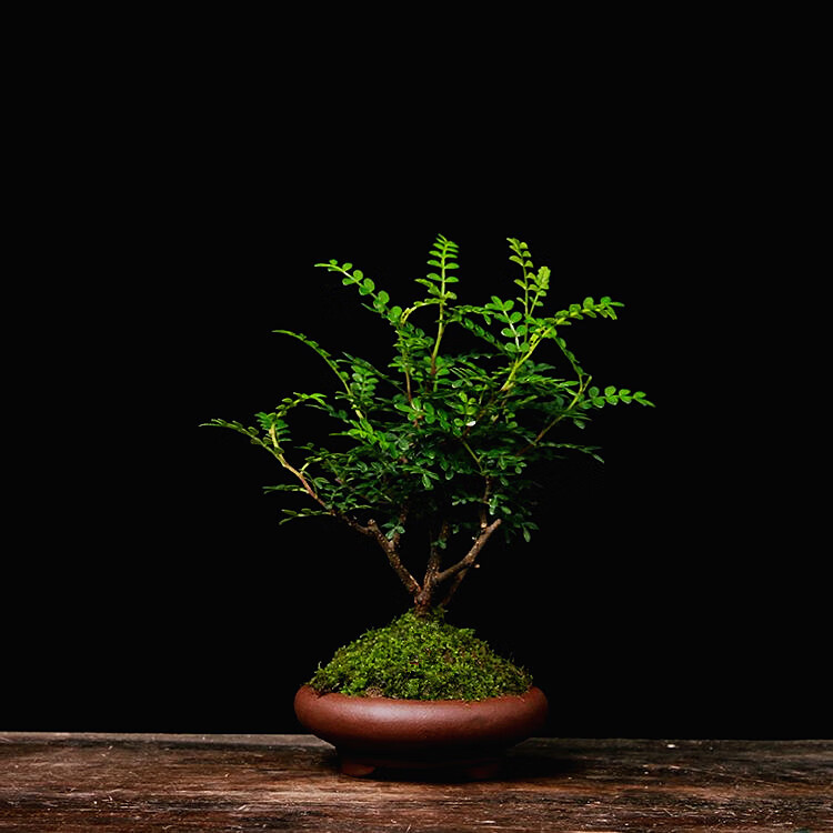 桌面绿植清香木花苗驱虫树驱蚊树盆栽植物胡椒木四季常青驱蚊提神醒脑