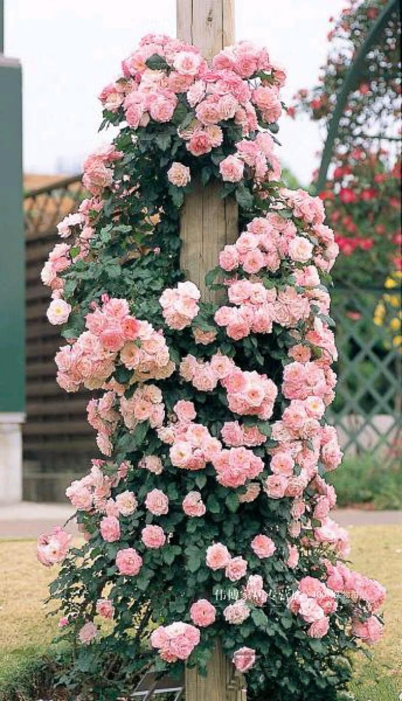 星派果伟博欧洲藤本月季花苗藤本樱霞庭院爬藤多花蔷薇多季重复开花