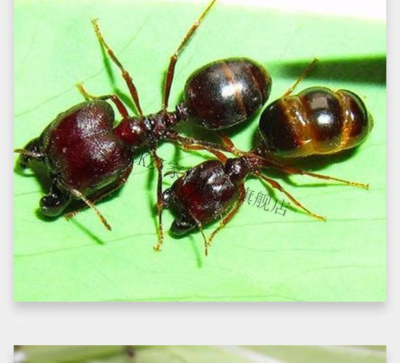 蚂蚁活体全异巨首蚁盲切叶蚁特化兵蚁宠物产卵蚁后活体活物繁殖好养