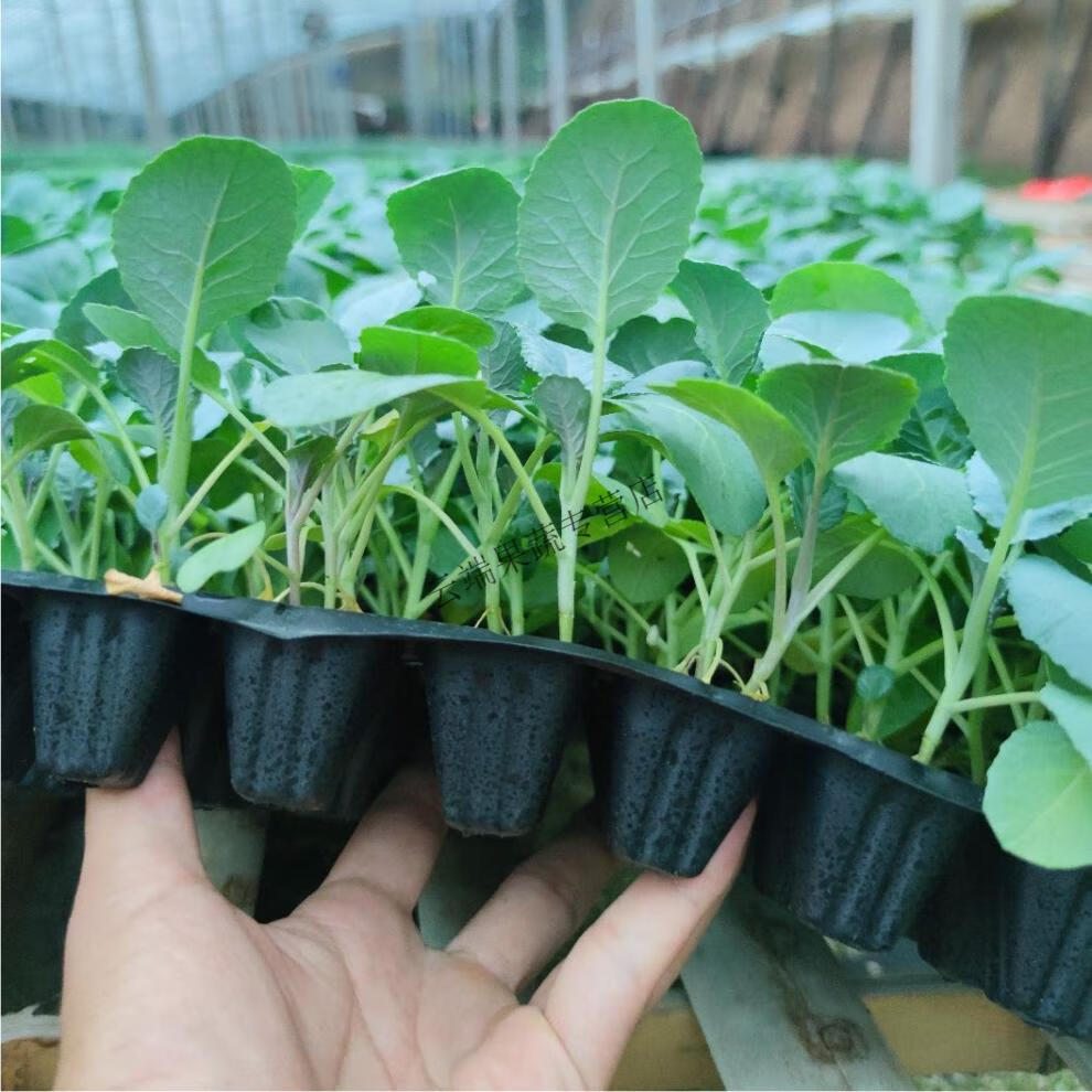 西兰花菜苗花菜苗秧菜花秧苗甘蓝菜苗西兰花菜种子籽秋冬耐寒西兰花