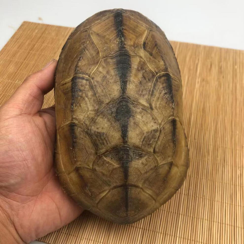 霜魄 算卦龟壳 天然真乌龟壳手把件中华草龟壳装饰摆件龟板龟甲完整不