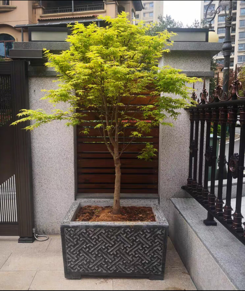流泉枫树黄金枫树苗红枫树苗羽毛枫树苗日本枫风景树苗鸡爪槭树苗