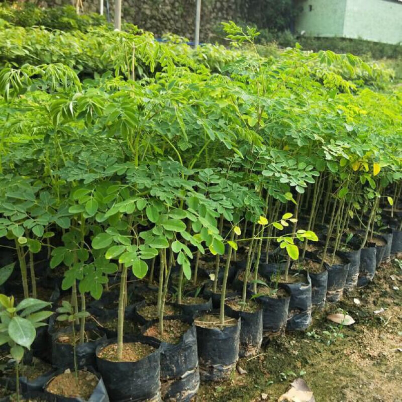 神奇辣木苗 印度辣木苗 盆栽辣木树苗 正宗印度辣木树 辣木籽苗s 辣木