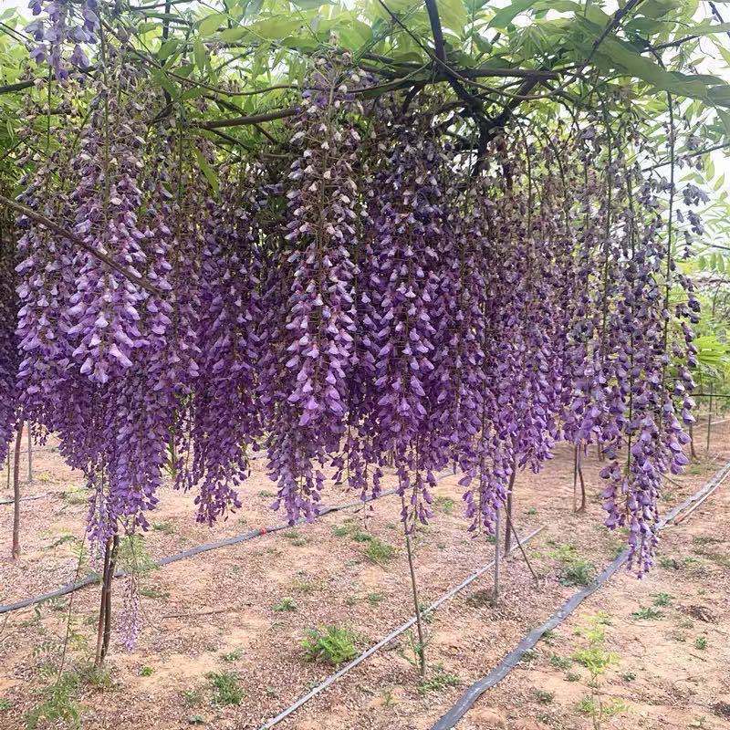 紫腾花树日本长穗紫藤萝藤蔓树苗盆栽老桩四季开花庭院q日本黑龙5年