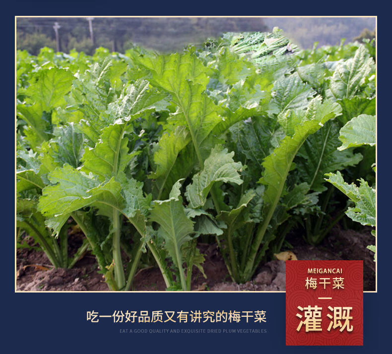 绍兴土特产农家梅干菜 整棵霉菜 梅菜干梅菜扣肉烧饼 新货梅干菜买