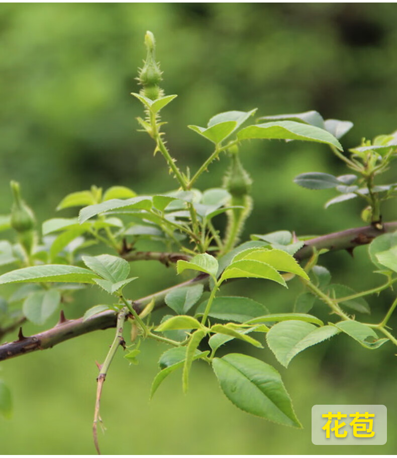 文静花坊 金樱子树苗带刺品种梨有无刺果子中可入药泡酒带土发货 无刺