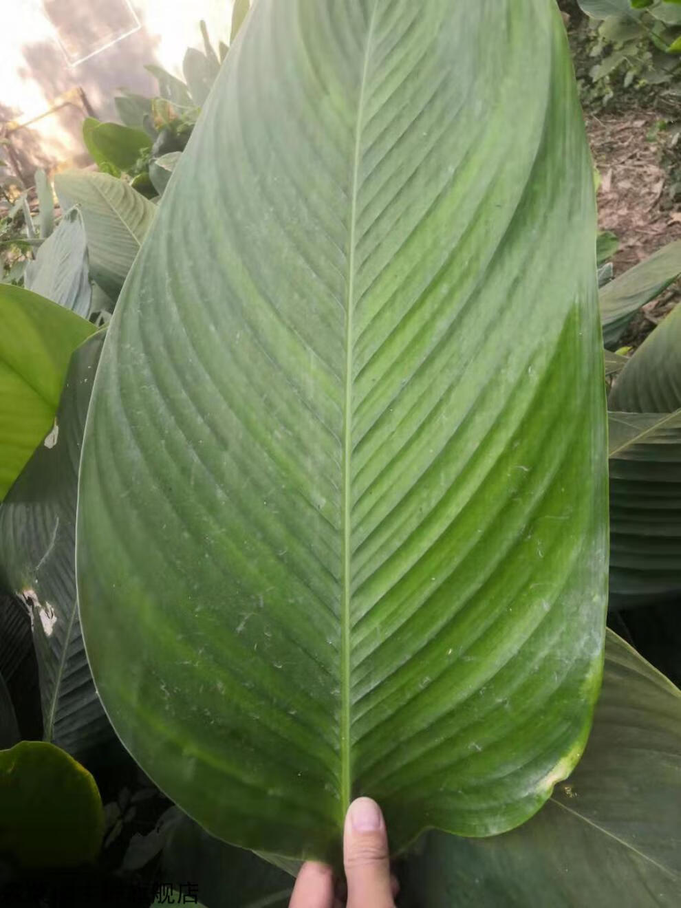 广西大粽叶新鲜大号现摘竹叶粽叶包粽子叶冬叶柊叶100张粽叶大小混搭