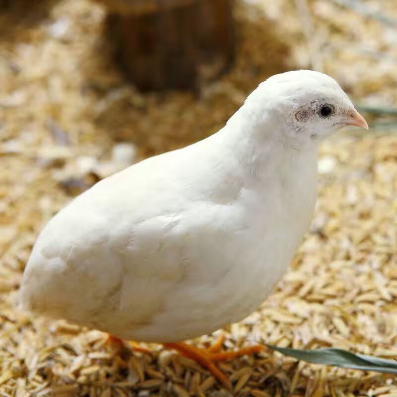 一对下蛋卢丁鸡活物超小芦丁鸡活体青年鹌鹑成年宠物