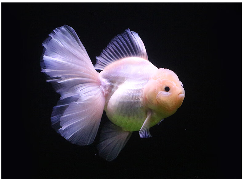 族萃进口百褶裙精品泰狮f1金鱼活体观赏鱼原泰冷水新手活鱼渔场进口