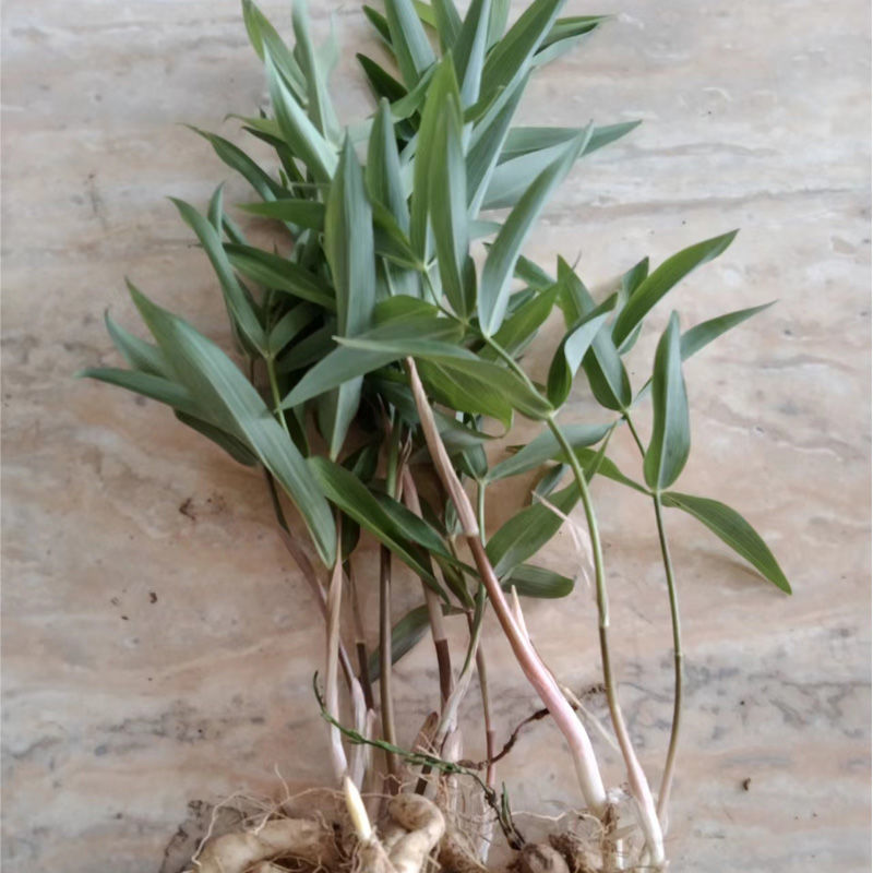 北京同仁堂原料黄精种苗野生鸡头黄精种子黄金苗正宗老虎姜苗子中药材