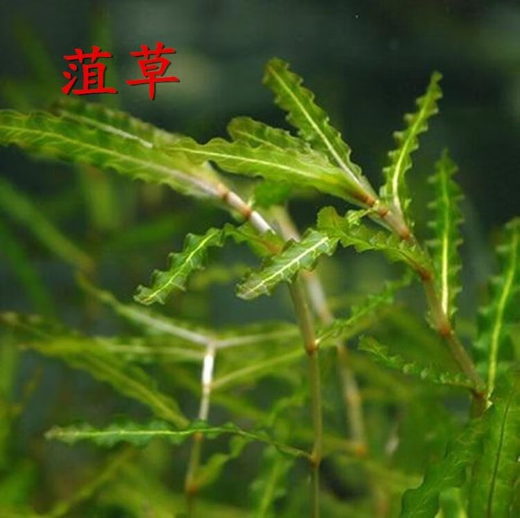 乐藻轮叶黑藻养鱼虾草籽种子四季净化水质的水草 狐尾藻种子1斤【图片