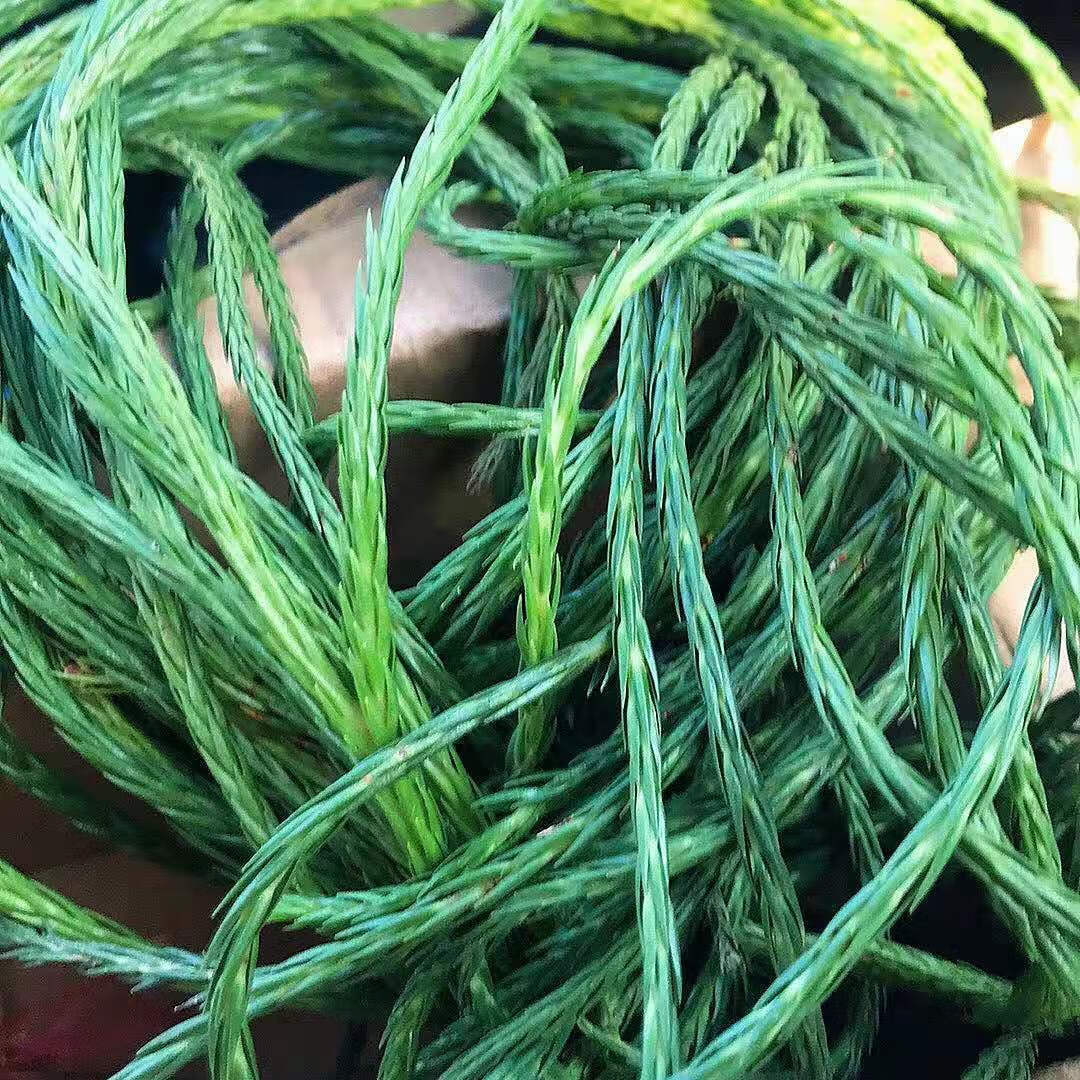 【官方旗舰】马尾千金草 中叶 新鲜 伸筋草 带根500【图片 价格 品牌