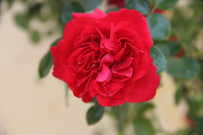 藤本四季多花红蔷薇鲁硕红月季花苗盆栽花卉爬藤植物生长快抗病强 鲁