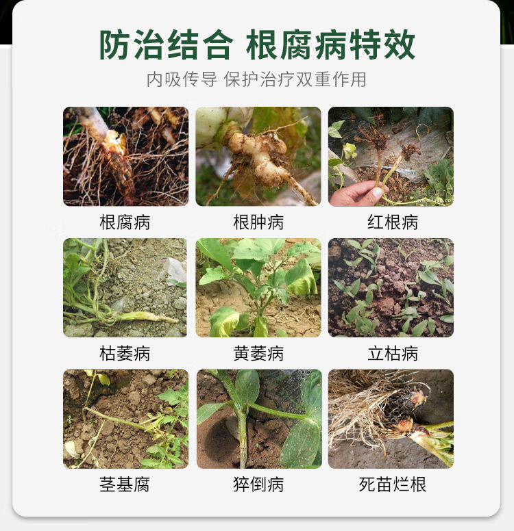 根腐净草莓芹菜大姜根腐病死苗烂根专用药茎基腐病根肿病剂 1瓶(1000