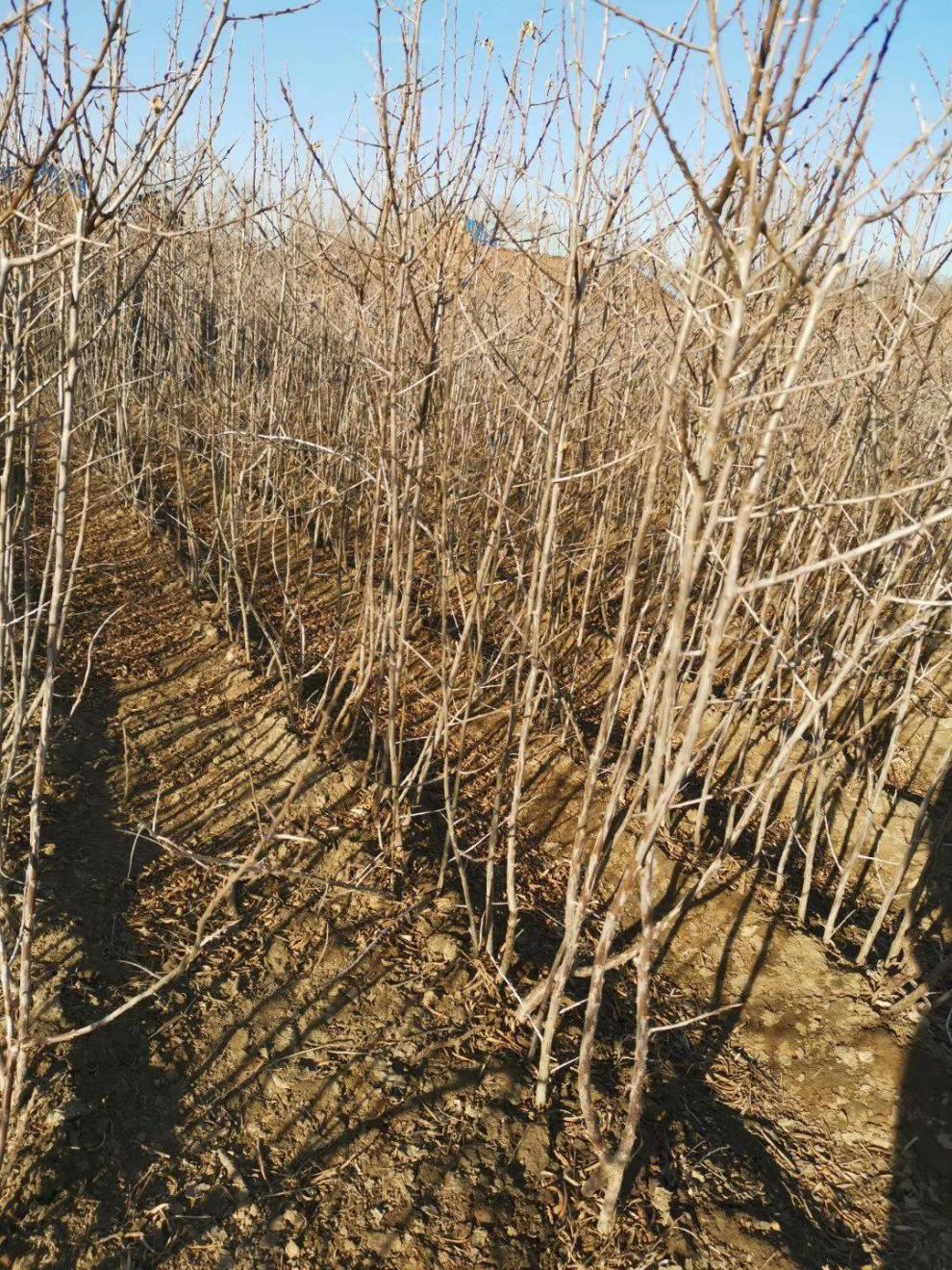 进口大果沙棘果树苗中华沙棘苗盆栽俄罗斯新品种带土当年结果 俄罗斯