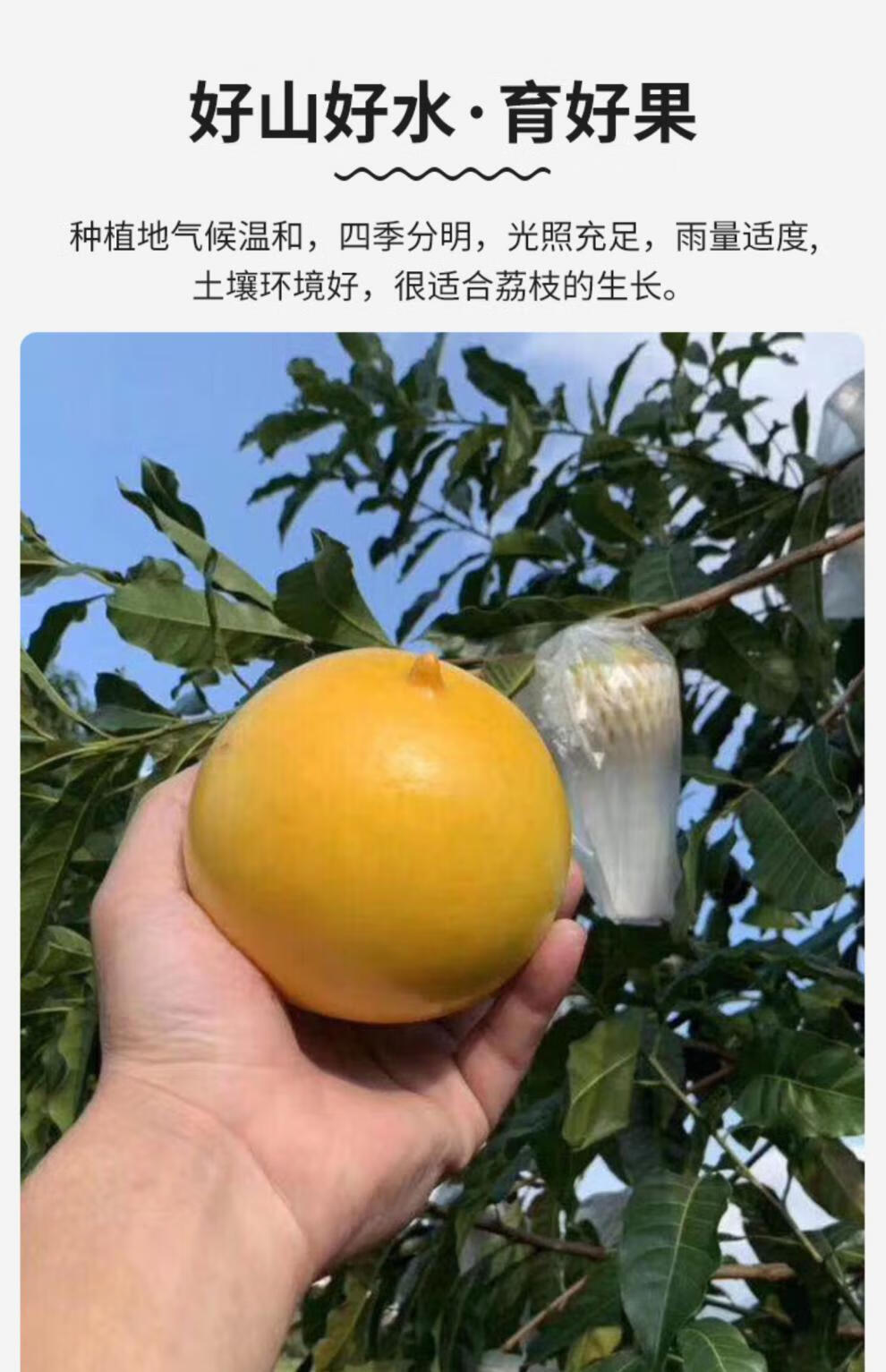 黄晶果新鲜3斤牛奶果加蜜蛋黄果稀罕稀有奇怪不常见水果【图片 价格
