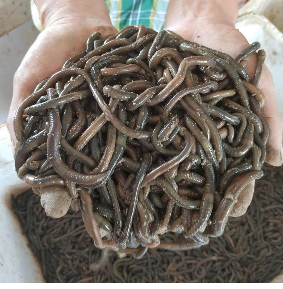 索凯迪蚯蚓活饵鱼饵黑蚯蚓鲜活活体青蚯蚓活饵黄鳝地龙臭蚯蚓松土大