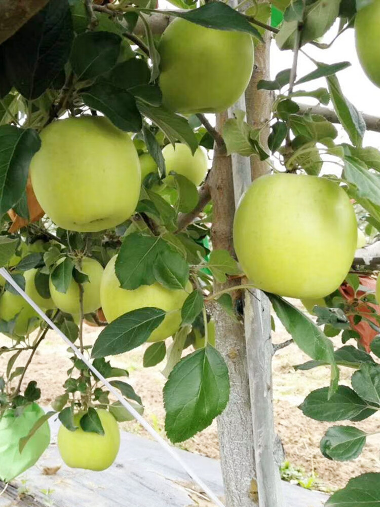 西北农林新鲜瑞雪黄苹果脆甜爽口清香美味正当时80mm含85mm不含9斤