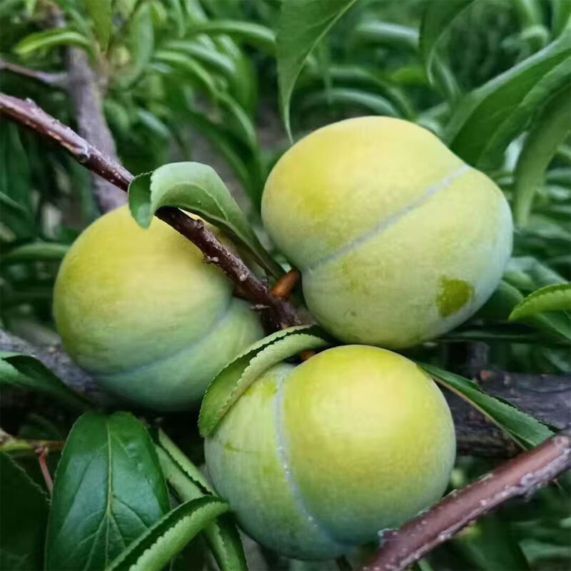 贵州省蜂糖李贵州省安顺市镇宁县六马乡弄袍村原产蜂糖李 大果(精心