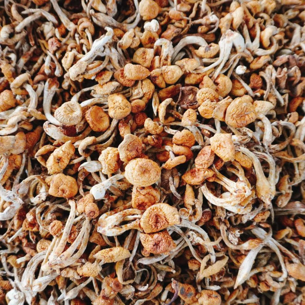 精品新货滑子菇干货黑龙江省大兴安岭特产滑子蘑小黄蘑 腾旺纳跃 500g