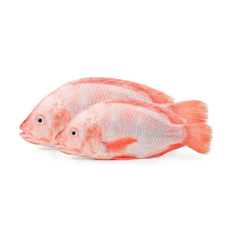 zxc红罗非 彩虹鲷 星洲红鱼 豹纹红鱼苗 淡水鱼 包活 3-5厘米红罗非20