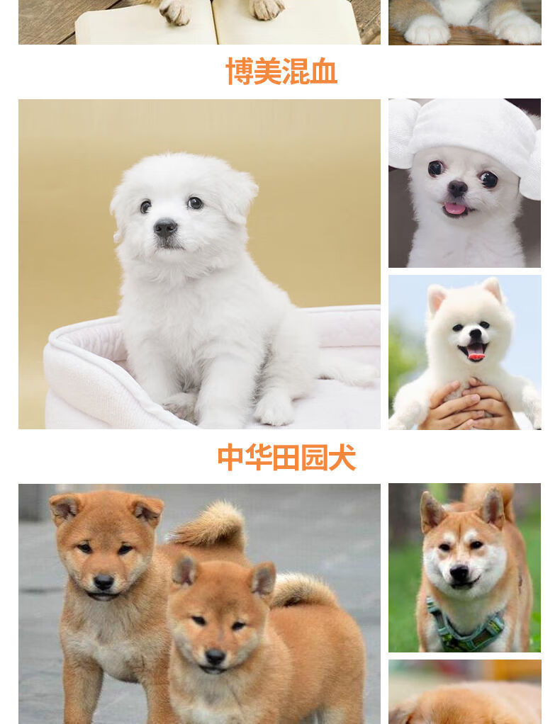 荣郁 小狗活体中华田园犬小型幼犬家养串串土狗狗狗活体宠物狗白狗