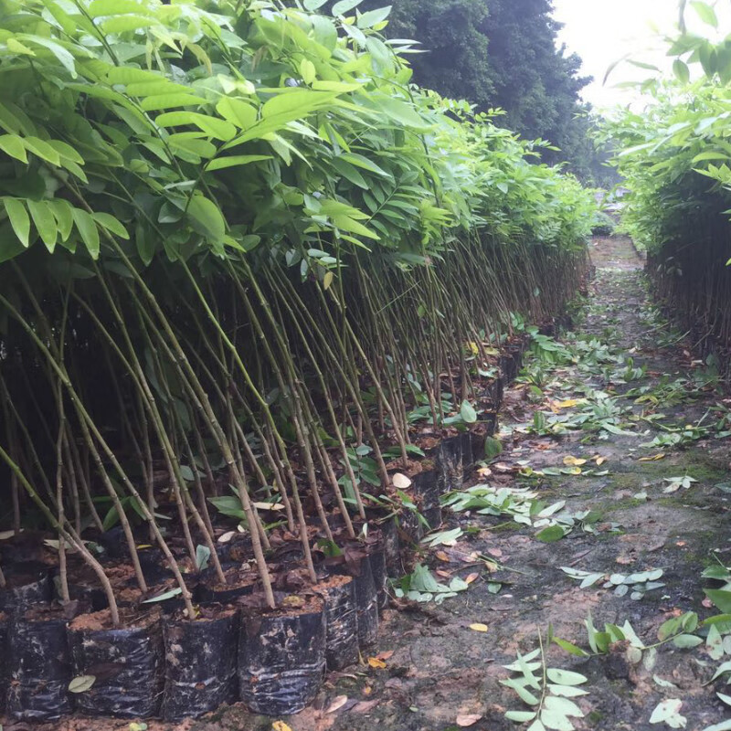 海南黄花梨树苗正宗海南树苗珍稀名贵木材树苗降香黄檀苗庭院盆栽绿化