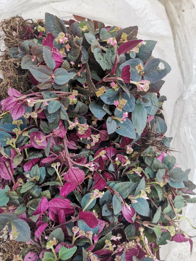 野生风柜斗草干品2022年新货风鼓草风谷草诸头红产地直销量大优惠大叶