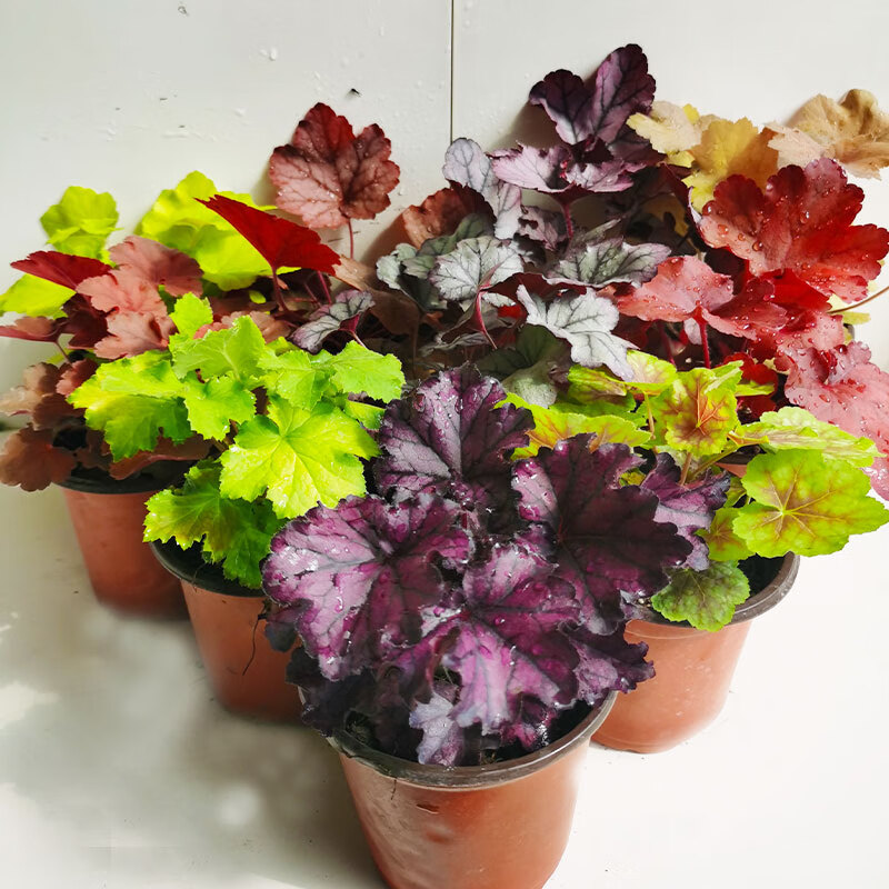 矾根植物盆栽大苗小组合花种子室内绿植观叶盆景花卉南方舒适带盆栽好