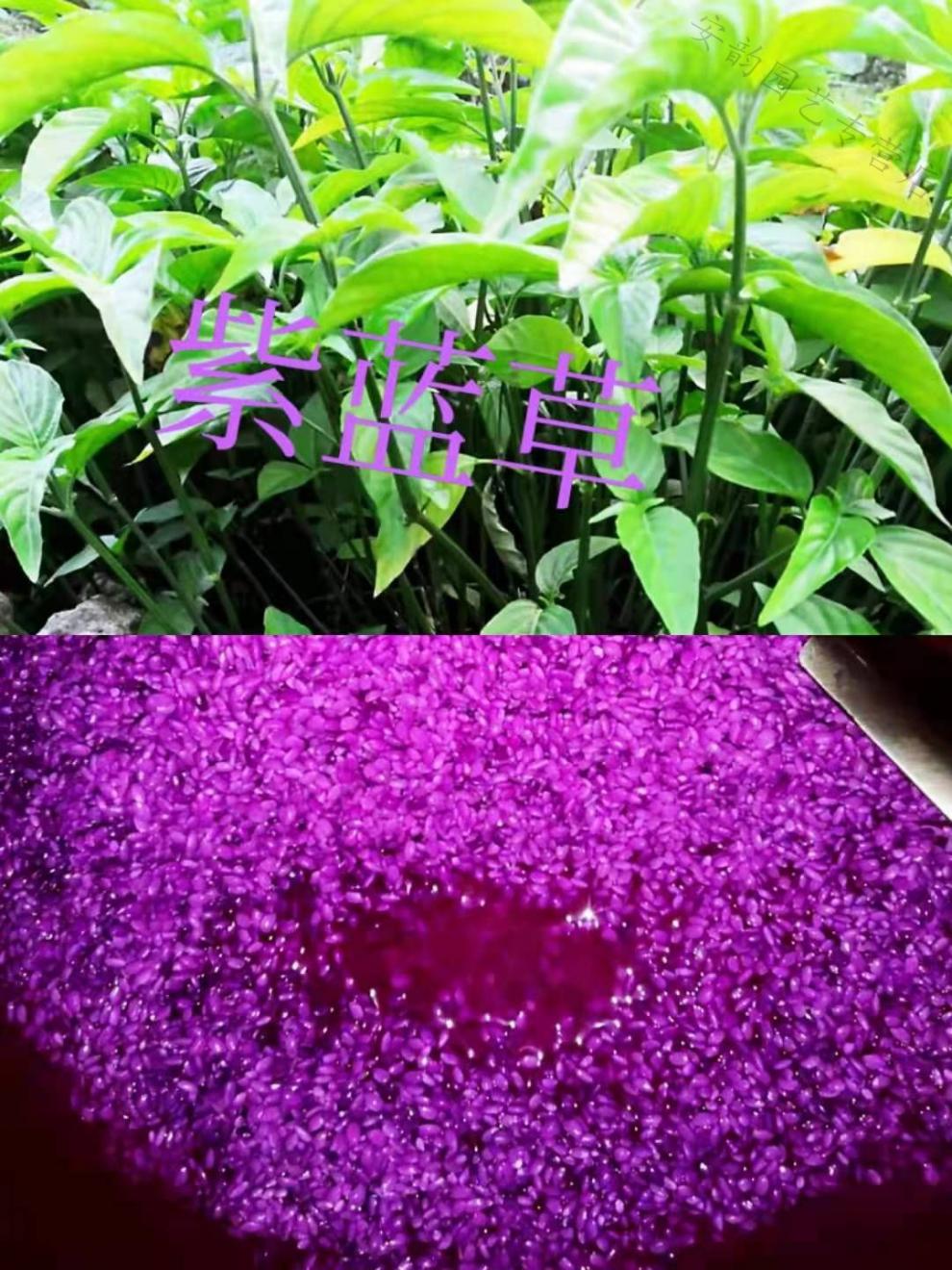 芊阙2021新品五色糯米饭原料染料植物花紫蓝草紫色米