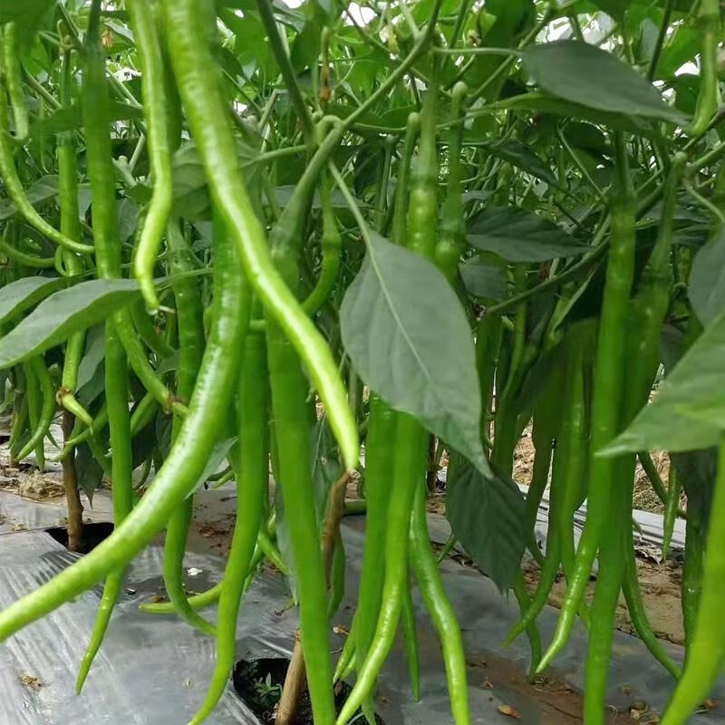 新鲜辣椒二荆条青线椒产地现摘发货农家尖椒蔬菜3斤5斤7斤批发3斤线椒