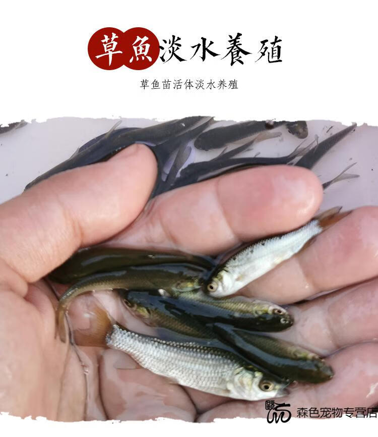 赤眼鳟鱼苗红眼鱼龟粮活体饲料鱼鱼塘鱼淡水养殖小鱼苗活体赤眼鳟152
