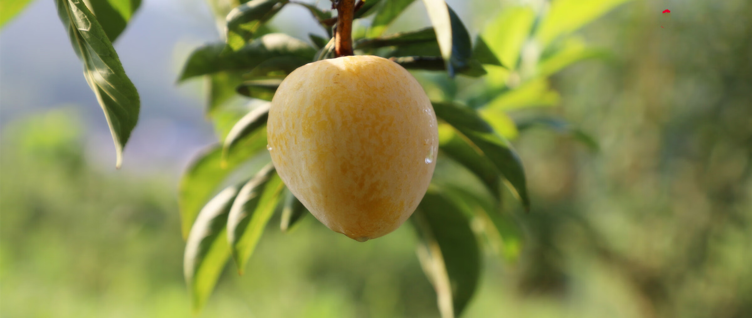 正宗湖南汝城文明黄金奈李5斤装甜李子新鲜现摘10斤当季水果特产坏果