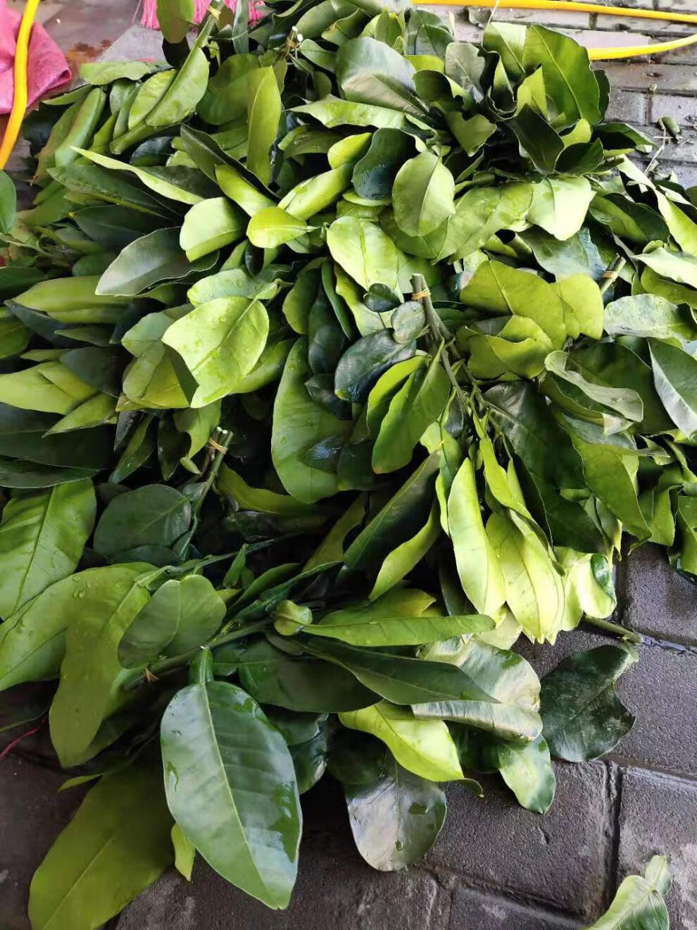 新鲜柚子叶碌柚叶纯叶片可做清明团清明粿垫叶现摘 带枝6把