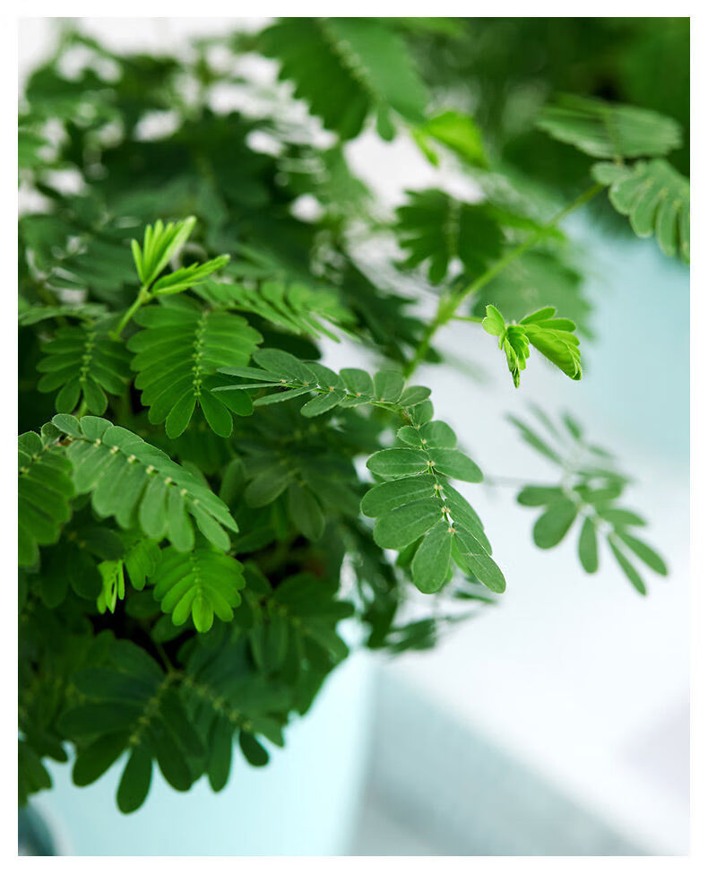 彩虹含羞草盆栽彩叶害羞草带盆趣味植物阳台室内教室办公室小绿植 朵