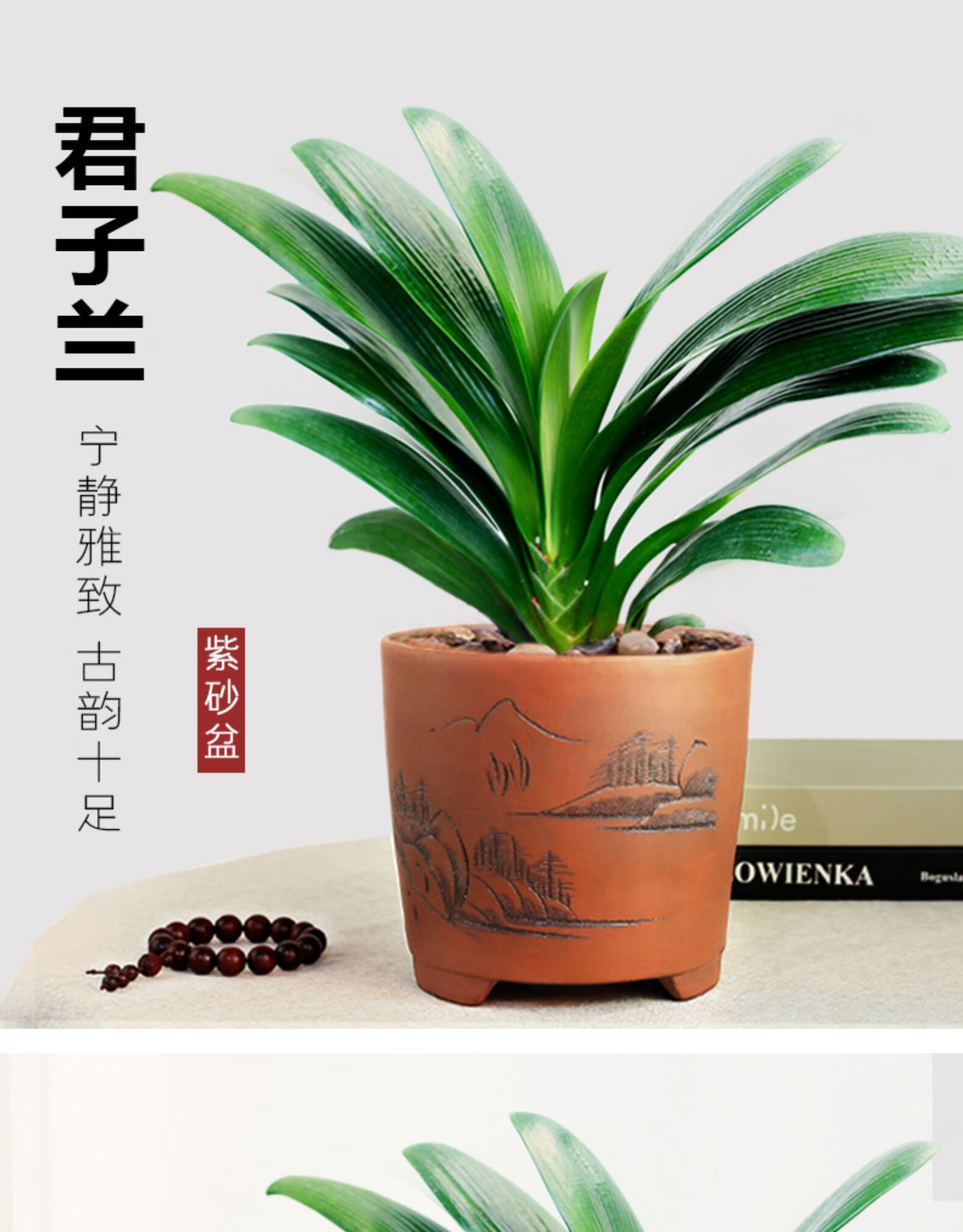 小苗四季高档兰花盆栽室内精品花卉植物办公室盆栽绿植 大将军君子兰6