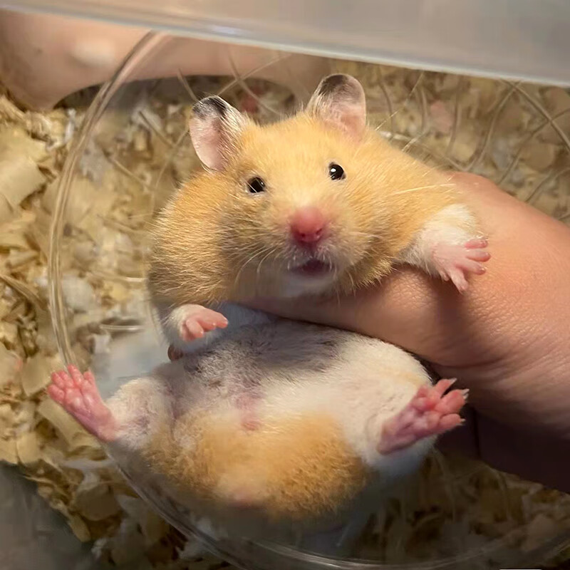 金丝熊仓鼠活物已打疫苗活体小苍鼠公仔宠物鼠小仓鼠笼子 一公一母