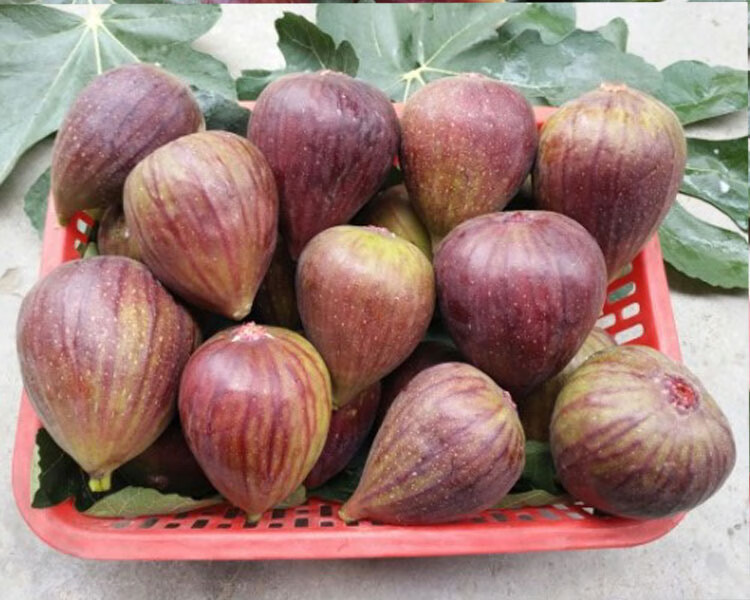 新鲜无花果好吃吗,新鲜的无花果有什么营养