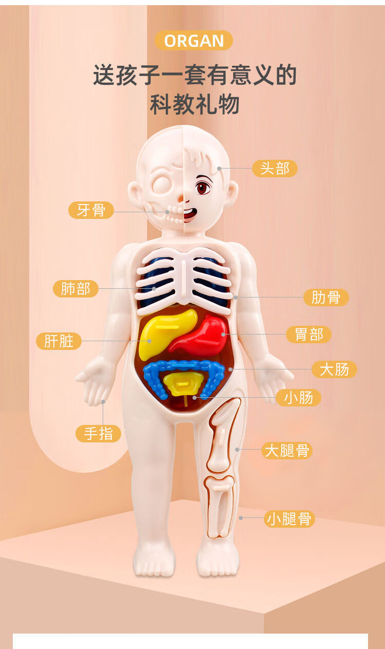 儿童启智科教人体器官模型摆件diy拼装steam医学早教蒙氏教具玩具