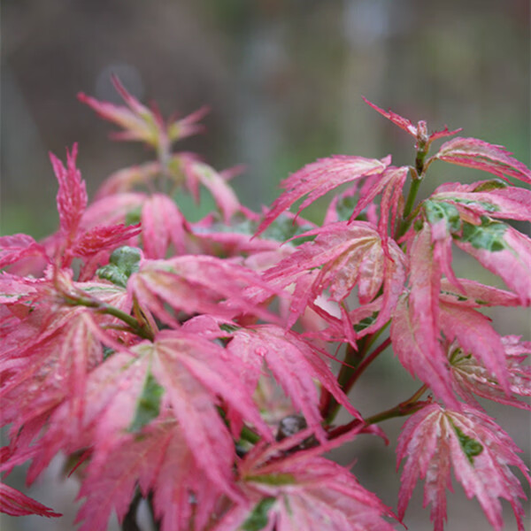 枫树oregon 俄勒冈 粉色系 2-4年苗 3加仑 40cm(含)-50cm(不含)【图片