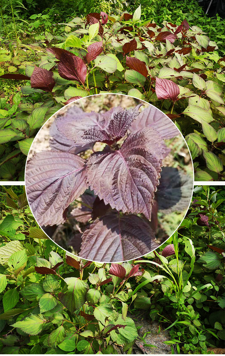 野生紫苏叶紫苏干叶新鲜泡茶去腥食用香料可搭配中药材aa