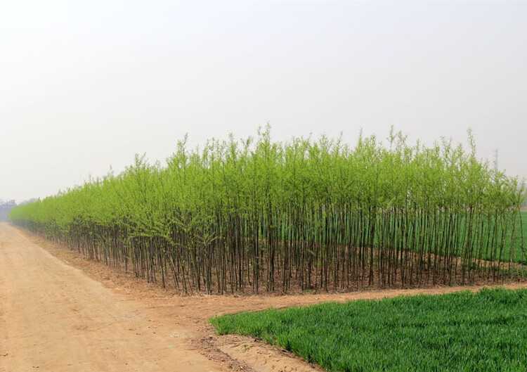 垂柳树苗黄金柳竹柳苗青皮柳树垂扬柳树苗垂柳小苗大苗绿化苗 青皮柳2