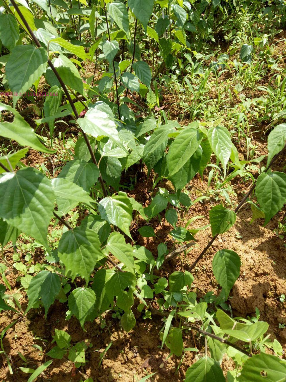 文静花坊 4棵苗盆地栽蔬菜苗神仙豆腐树苗翡翠豆腐树苗树苗神仙豆腐 2